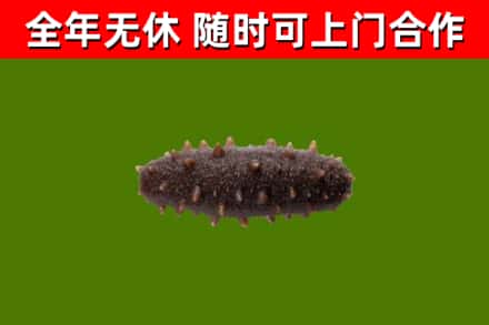 晋源回收海参干